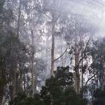 Morning Mist in the forest, Dando's, Great Otway National Park